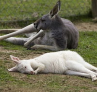 A Twist of Willow - Accommodation Port Hedland