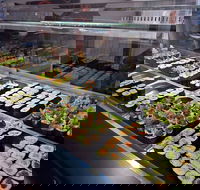 Super Sushi - Accommodation Port Hedland