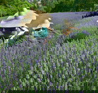 Lavandula Swiss Italian Farm - Accommodation Port Hedland