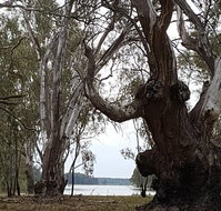 The Forest Door