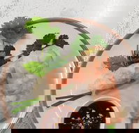 Golden Tree Cafe - Accommodation Port Hedland