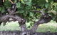 Nick Haselgrove Wines - thumb 0