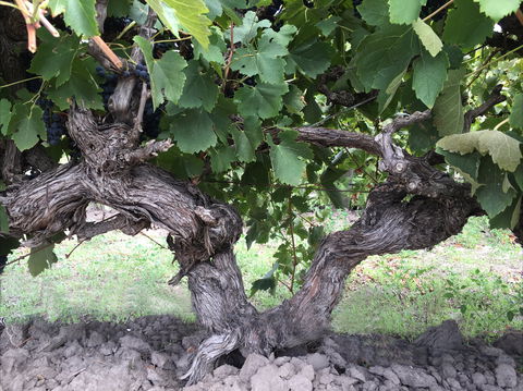 Nick Haselgrove Wines - Accommodation Port Hedland 0