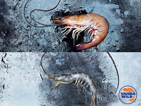 Yamba Wild - Accommodation Port Hedland 0