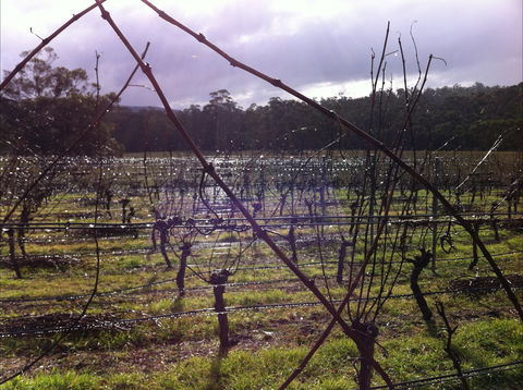 Darlington Vineyard - Accommodation Port Hedland 0