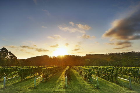 Singlefile Wines - Accommodation Port Hedland 1