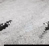 Magpies Nest Restaurant - Accommodation Port Hedland