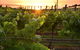 Bennetts On Bellarine Winery - thumb 0