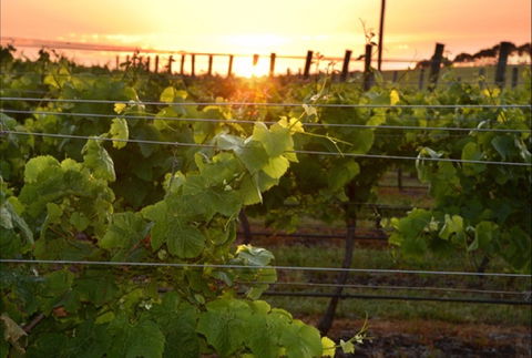 Bennetts On Bellarine Winery - Accommodation Port Hedland 0