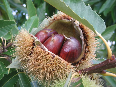 Tweenhills Chestnuts - Accommodation Port Hedland 1