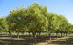 Tweenhills Chestnuts - thumb 2