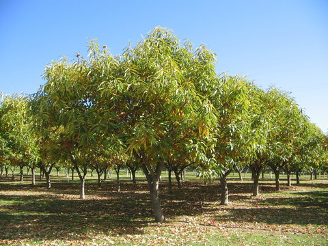 Tweenhills Chestnuts - Accommodation Port Hedland 2