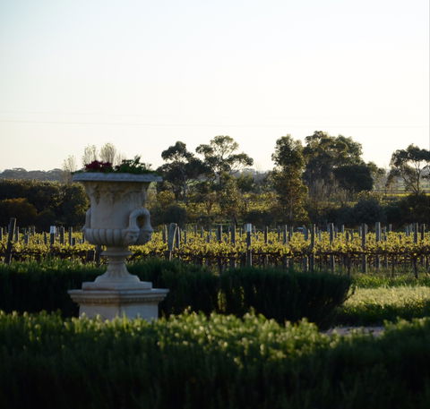 Angas Plains Wines Cellar Door - Accommodation Port Hedland 1