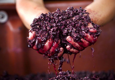 Punt Road Winery - Accommodation Port Hedland 0