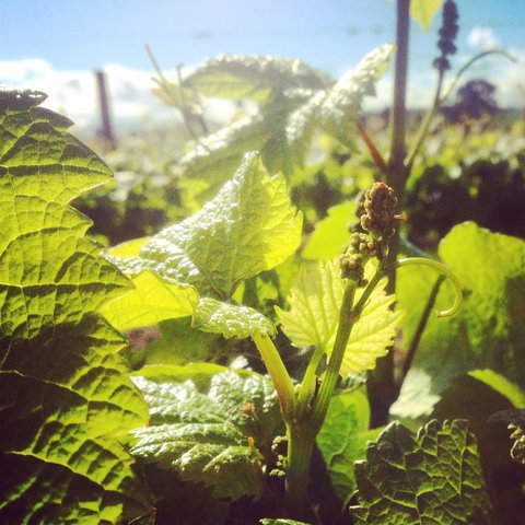 Punt Road Winery - Accommodation Port Hedland 1