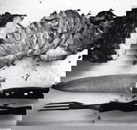 The Queensland Hotel - Accommodation Port Hedland