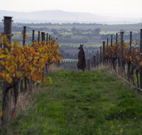 Barwon Ridge Wines