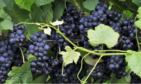 Nicholson River Winery And Barrel Room Restaurant - Accommodation Port Hedland 2