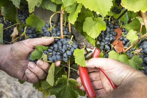 Whicher Ridge Wines Cellar Door - Accommodation Port Hedland 1