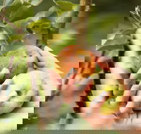 St Ronan's Cider - Accommodation Port Hedland