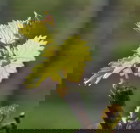 Serengale Vineyard - Accommodation Port Hedland