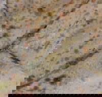 Copperpot Indian Restaurant - Accommodation Port Hedland