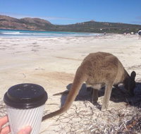 Lucky Bean - Accommodation Port Hedland