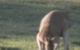 Fitzroy River Lodge - thumb 1