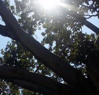 The Season Tree - Accommodation Port Hedland