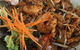 Vinvero's Cafe - thumb 5