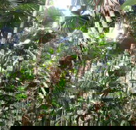 Spirits of Daintree - Accommodation Port Hedland