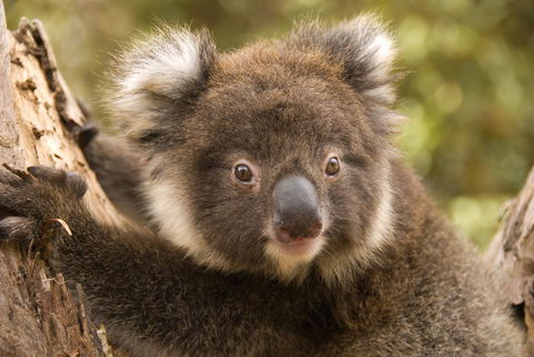 Kangaroo Island Seafront - Accommodation Port Hedland 39