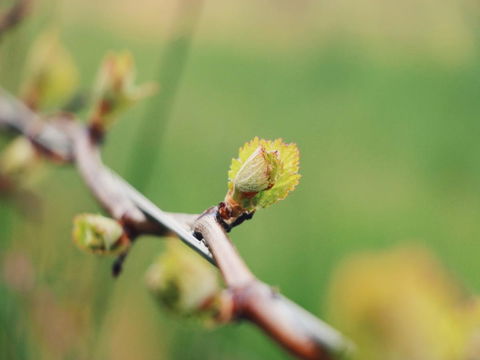Lost In The Vines - Accommodation Port Hedland 16
