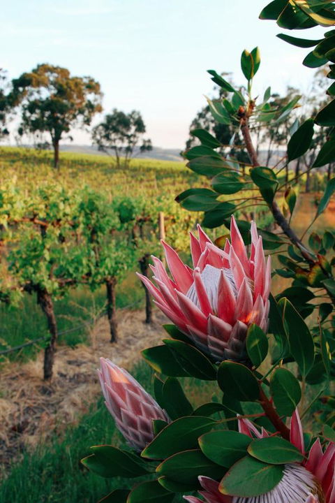 Lost In The Vines - Accommodation Port Hedland 14