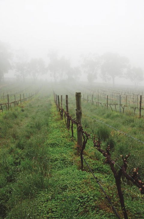 Lost In The Vines - Accommodation Port Hedland 15