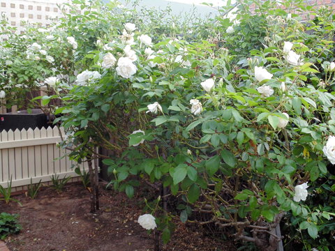 Baronet B & B - Accommodation Port Hedland 18