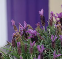 The Purple Door on Seaview - Accommodation Port Hedland