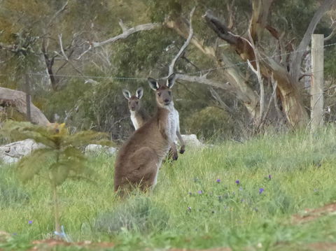 Molly's Chase - Accommodation Port Hedland 10