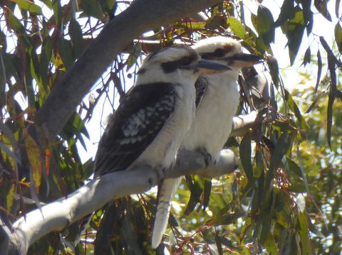 Molly's Chase - Accommodation Port Hedland 26