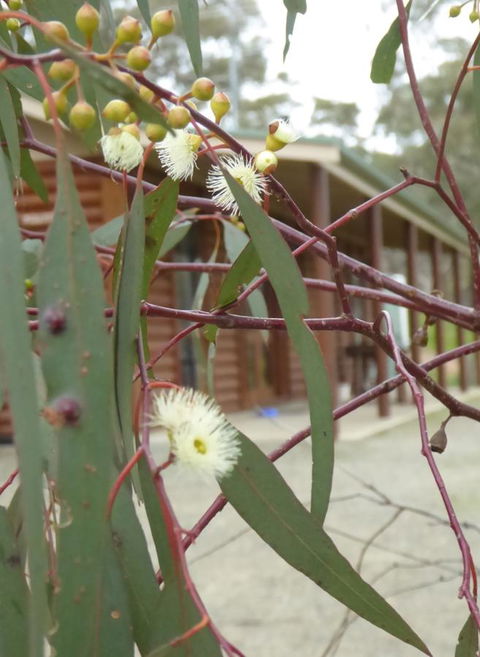 Molly's Chase - Accommodation Port Hedland 9