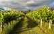 Shadow Creek McLaren Vale - thumb 20