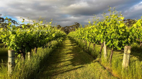 Shadow Creek McLaren Vale - Accommodation Port Hedland 20