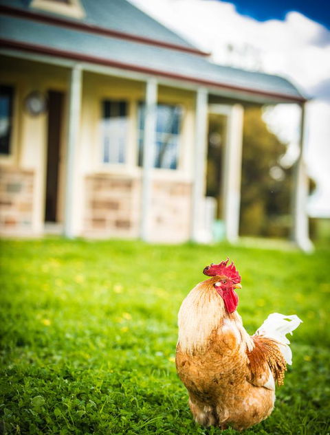 Barossa Vineyard Cottages - Accommodation Port Hedland 39