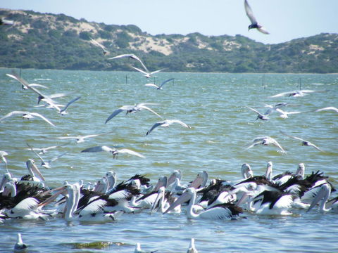 Coorong Waterfront Retreat - Accommodation Port Hedland 25