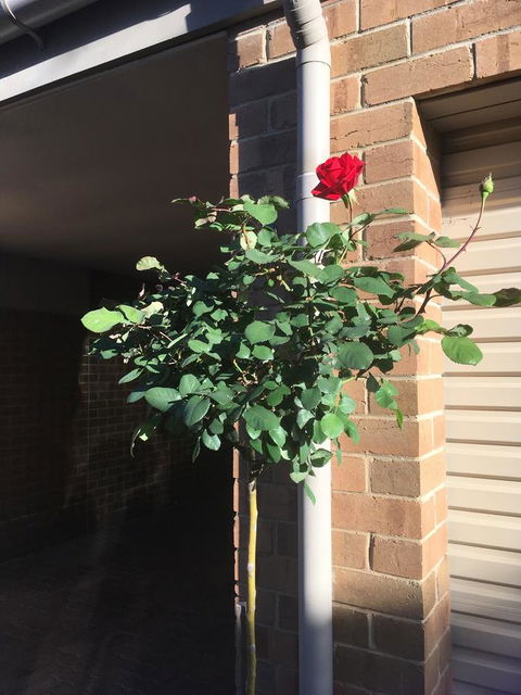 Adelaide Style Accommodation-Close To City-North Adelaide-3 Bdrm- FREE Parking - Accommodation Port Hedland 21