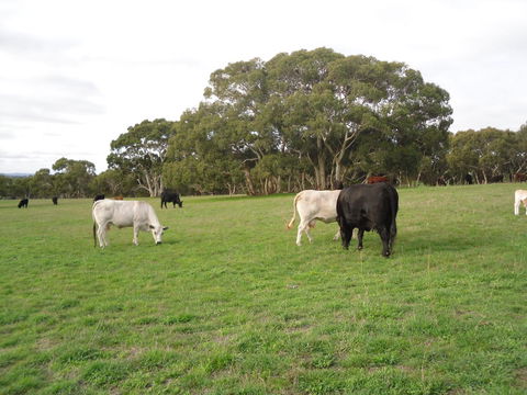 Wenton Farm Holiday Cottages - Accommodation Port Hedland 17
