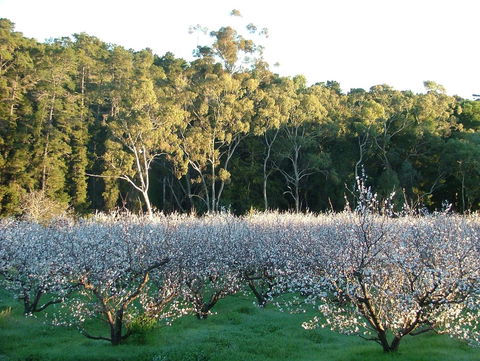 Taralee Orchards - Accommodation Port Hedland 5