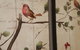 Jacaranda Homestay - thumb 4