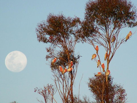 Burra Motor Inn - Accommodation Port Hedland 28