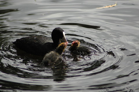 Burra Motor Inn - Accommodation Port Hedland 26